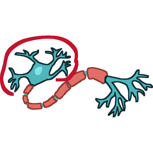 A neuron cell with the dendrite half circled.